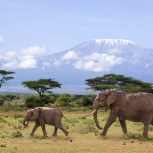 Safari Discover Kenia-333Travel