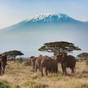 Safari Klassiek Kenia-333Travel