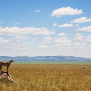 Safari Klassiek Kenia-333Travel
