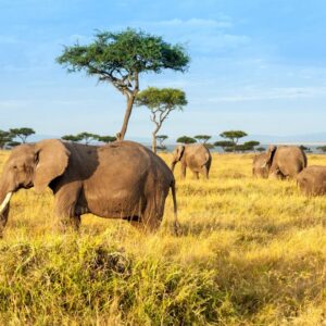 Safari Kenia Highlights-333Travel