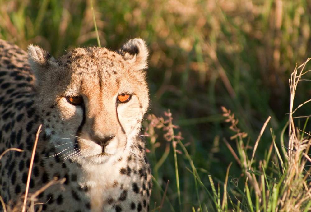 Safari Dwars door Kenia-333Travel