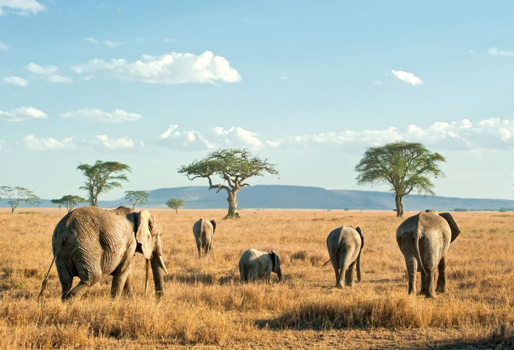 Safari Discover Tanzania-333Travel
