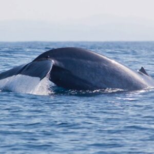Walvis en Dolfijnen Cruise-333Travel