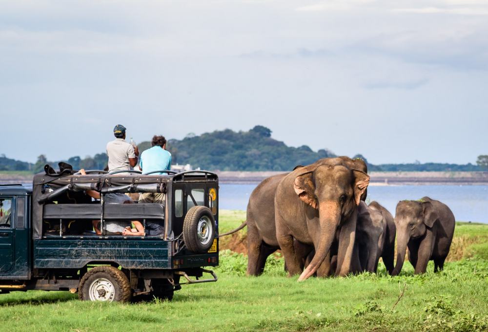 Jeepsafari Yala National Park-333Travel