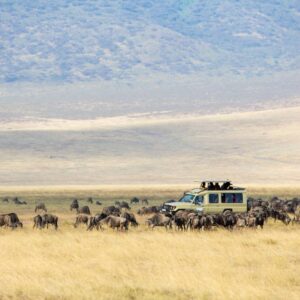 Wildlife Experience Kenia & Tanzania-333Travel
