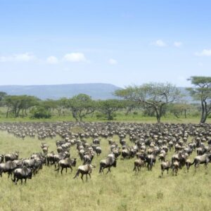 Safari Tanzania Highlights-333Travel