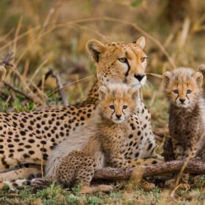 Safari Discover Tanzania Deluxe-333Travel