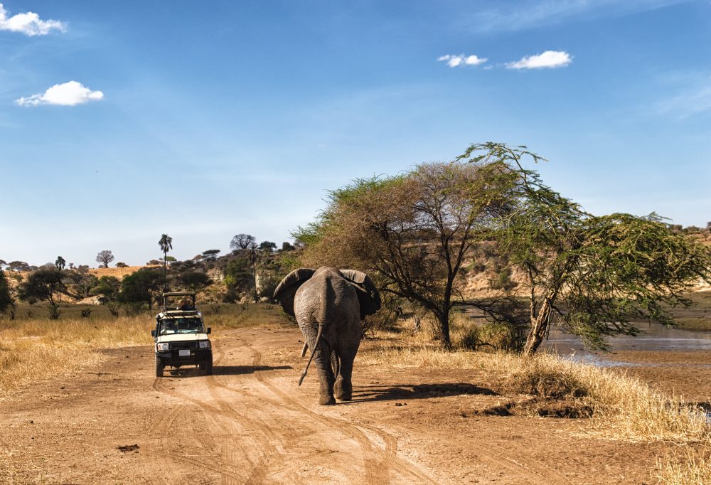 Safari Tanzania Highlights Deluxe-333Travel