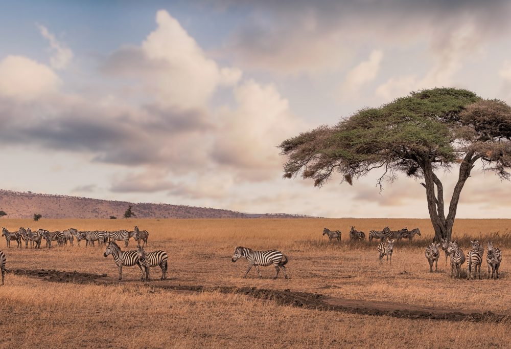 Safari Discover Tanzania-333Travel