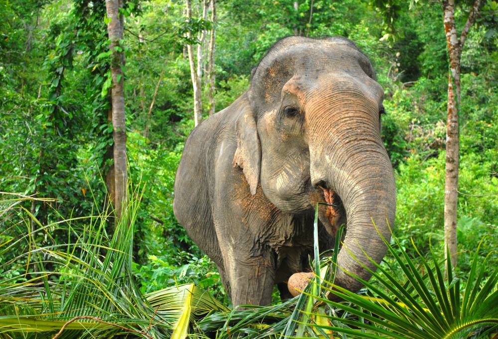 Elephant Nature Park-333Travel